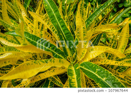 Garden croton Codiaeum variegatum aka variegated croton leaves close up background texture 107967644