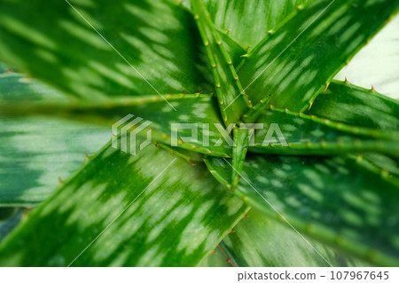 Soap Aloe aka African Aloe aka Zebra Aloe aka Aloe saponaria leaves close up texture Soap Aloe aka African Aloe aka Zebra Aloe aka Aloe saponaria leaves close up texture 107967645