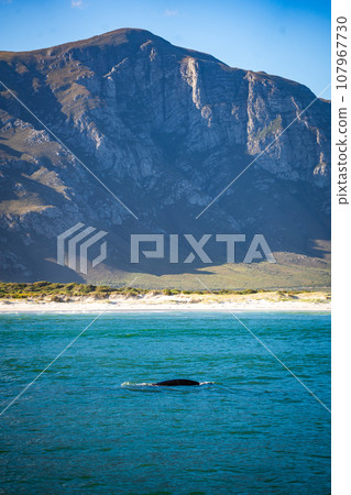 Whales watching from the cruise boat, in Hermanus, Grotto beach, South Africa 107967730
