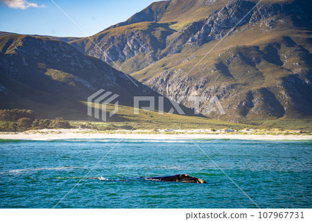 Whales watching from the cruise boat, in Hermanus, Grotto beach, South Africa 107967731