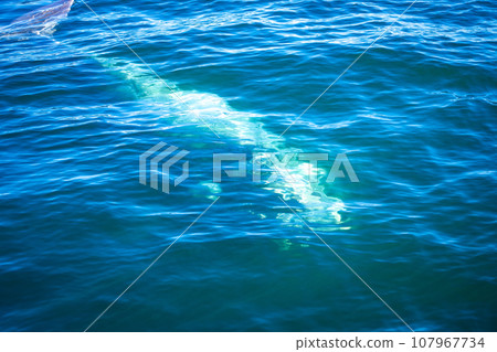 Whales watching from the cruise boat, in Hermanus, Grotto beach, South Africa 107967734