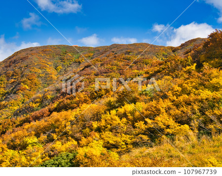 Mt. Nioji in Shibata City in the midst of autumn leaves Mt. Nioji in Shibata City in the midst of autumn leaves 107967739