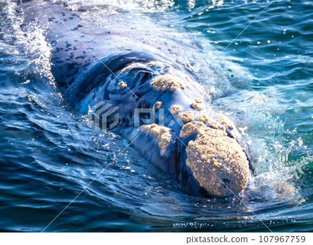 Whales watching from the cruise boat, in Hermanus, Grotto beach, South Africa 107967759