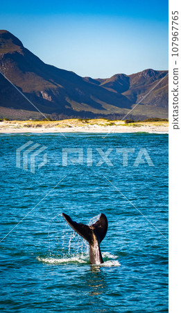 Whales watching from the cruise boat, in Hermanus, Grotto beach, South Africa Whales watching from the cruise boat, in Hermanus, Grotto beach, South Africa 107967765
