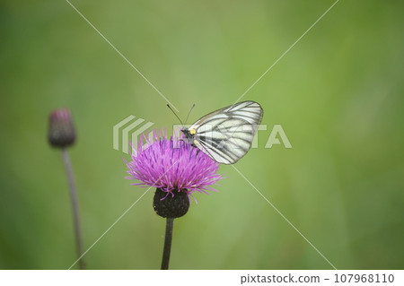 Female Aporia hippia sucking thistle nectar Female Aporia hippia sucking thistle nectar 107968110