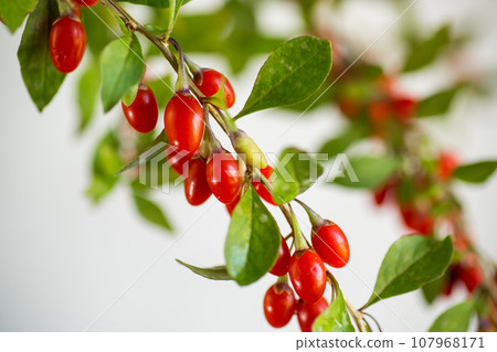 Branch with ripe red goji berry on grey background Branch with ripe red goji berry on grey background 107968171