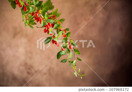 Branch with ripe red goji berry on brown background Branch with ripe red goji berry on brown background 107968172