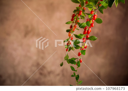 Branch with ripe red goji berry on brown background Branch with ripe red goji berry on brown background 107968173