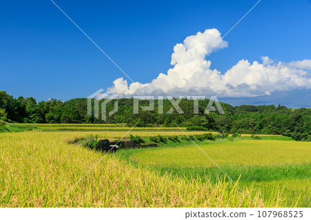 Scenery of rice-bearing paddy fields and cumulonimbus clouds Scenery of rice-bearing paddy fields and cumulonimbus clouds 107968525