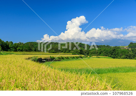 Scenery of rice-bearing paddy fields and cumulonimbus clouds Scenery of rice-bearing paddy fields and cumulonimbus clouds 107968526