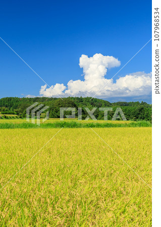 稻田和積雨雲的景色 107968534