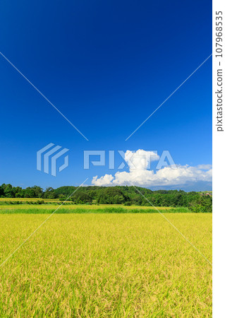 稻田和積雨雲的景色 107968535