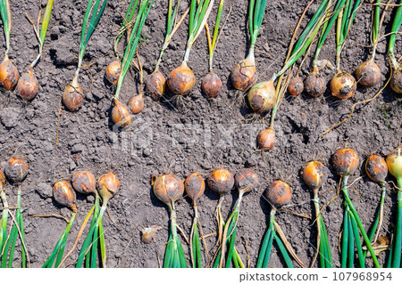 Onion. The freshly harvested onion crop is drying on the ground 107968954