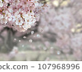 Photo background of cherry blossoms in full bloom 107968996