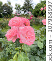 Pink rose 107968997