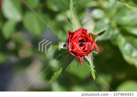 Miniature Rose Louisa 107969483