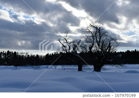 A lonely winter landscape with trees with fallen leaves in winter A lonely winter landscape with trees with fallen leaves in winter 107970199