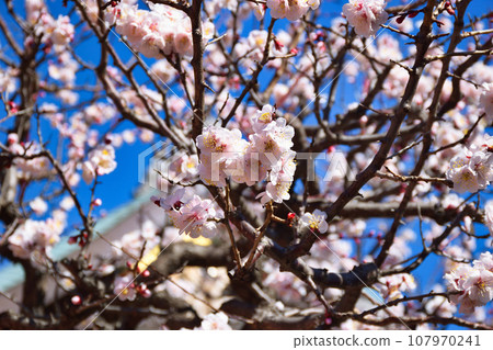 Yushima Tenjin Plum Festival (Bunkyo Ward, Tokyo) Yushima Tenjin Plum Festival (Bunkyo Ward, Tokyo) 107970241