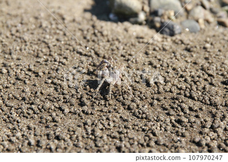 Crabs living in the Edogawa drainage canal 107970247