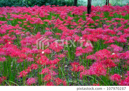 Higanbana flower garden 107970287