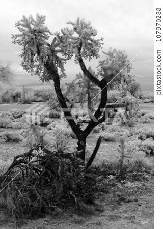 Cholla cactus infrared, Sonora Desert, Mid Summer 107970288