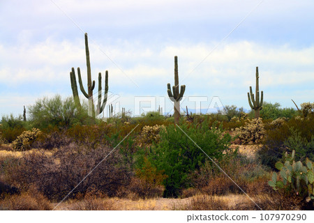 Sonora Desert Arizona Sonora Desert Arizona 107970290