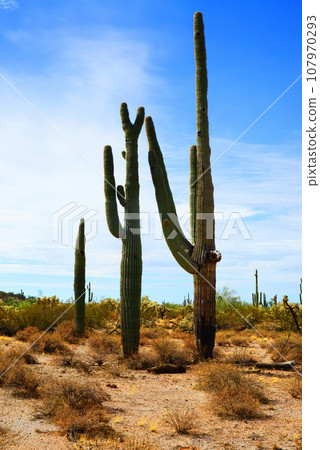 Old Saguaro Cactus Sonora desert Arizona Old Saguaro Cactus Sonora desert Arizona 107970293