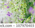 金露花 107970403