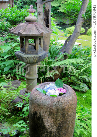 熱門文化財產：舊三井家下鴨別墅，庭園中的築梅和繡球花燈籠 107970942