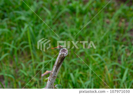A red dragonfly resting on the tip of a branch A red dragonfly resting on the tip of a branch 107971030