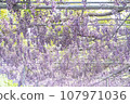 紫藤花的景觀 107971036