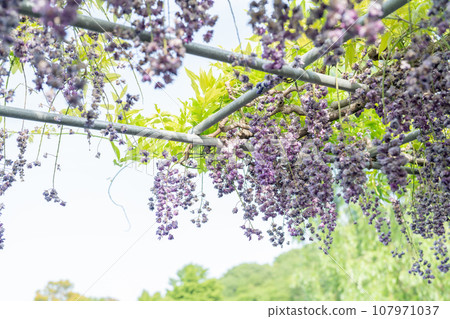 紫藤花的景觀 紫藤花的景觀 107971037