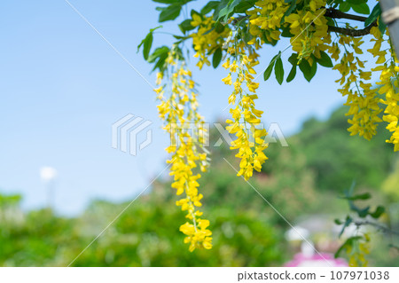 Yellow wisteria flower - Stock Photo [107971038] - PIXTA