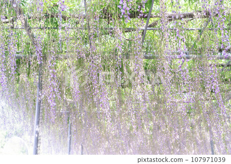 紫藤花的景觀 107971039