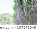 紫藤花的景觀 107971040