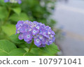 繡球花盛開在雨季的清除 107971041