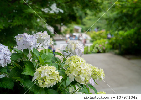 白色繡球花 白色繡球花 107971042