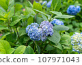 藍色繡球花 107971043
