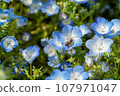 藍色粉蝶 107971047
