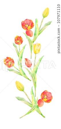 Illustration of yellow and red tulips painted in watercolor 107971110
