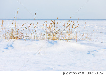 Winter beach landscape with dry coastal grass in white snow on a sunny day 107971157
