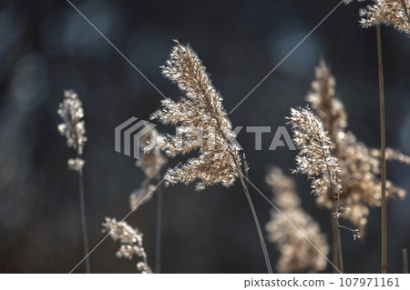 Dry coastal reed on a sunny winter day. Abstract natural photo background 107971161