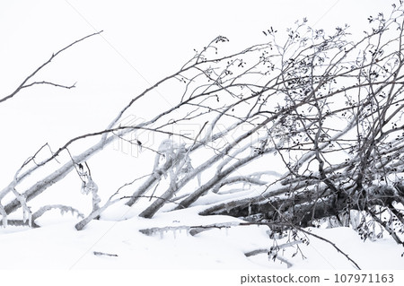 Fallen alder tree with frozen branches laying in a snowdrift on a winter day 107971163