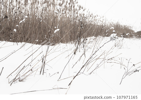 Frozen dry coastal grass and reed in white snow on a winter day Frozen dry coastal grass and reed in white snow on a winter day 107971165