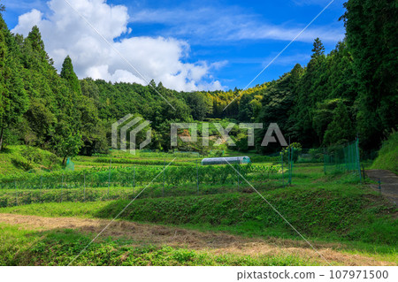 飛鳥村島條場 2023 年 9 月 15 日 飛鳥村島條場 2023 年 9 月 15 日 107971500