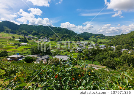 飛鳥村 從上井柿田到坂田、稻淵梯田 2023年9月15日 飛鳥村 從上井柿田到坂田、稻淵梯田 2023年9月15日 107971526