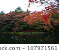 秋天的樹葉 107971561