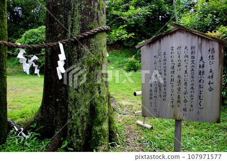 熱門文化財產:舊三井家下鴨別墅、庭園裡的情侶棕櫚樹、說明牌 熱門文化財產:舊三井家下鴨別墅、庭園裡的情侶棕櫚樹、說明牌 107971577