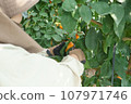 The person who harvests the red madonna 107971746