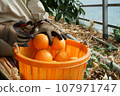 A person who harvests red madonna and puts it in a basket 107971747